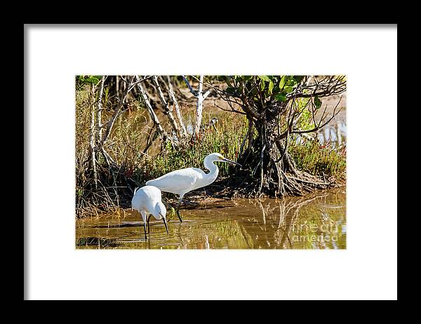 Birds Framed Print featuring the photograph Just chillin by Les Greenwood