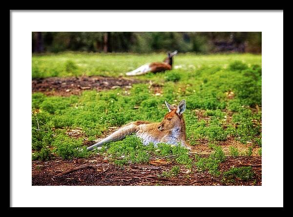 Mad About Wa Framed Print featuring the photograph Just Chillin, Yanchep National Park by Dave Catley