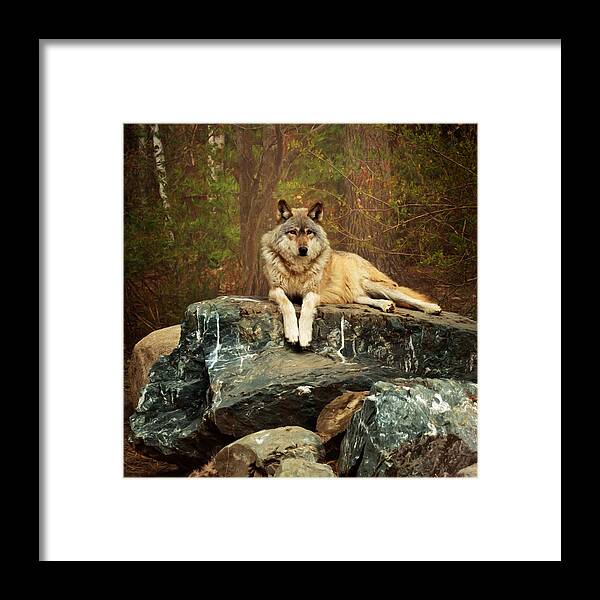 Animal Framed Print featuring the photograph Just Chilling by Susan Rissi Tregoning