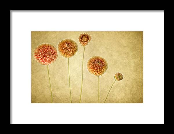 Dahlias Framed Print featuring the photograph Just Dahlia-ing Around by Rebecca Cozart