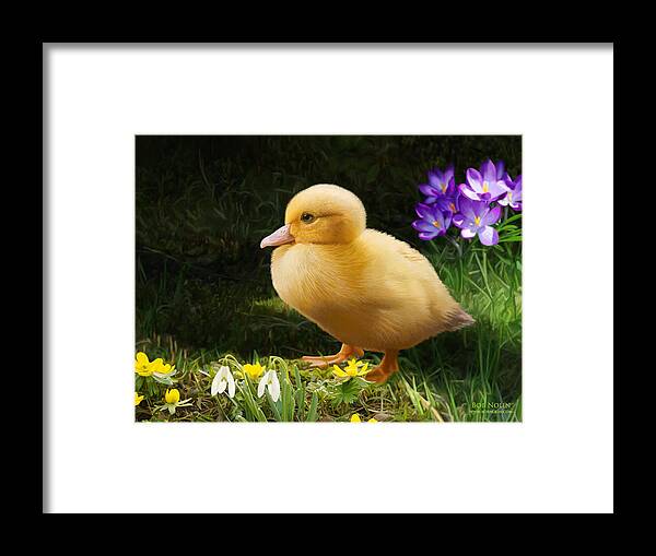 Duckling Framed Print featuring the digital art Just Ducky by Bob Nolin