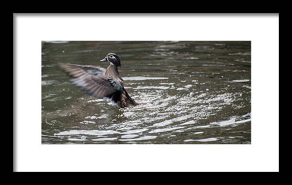 Birds Framed Print featuring the photograph Fulvous Whistling Duck by Wendy Carrington