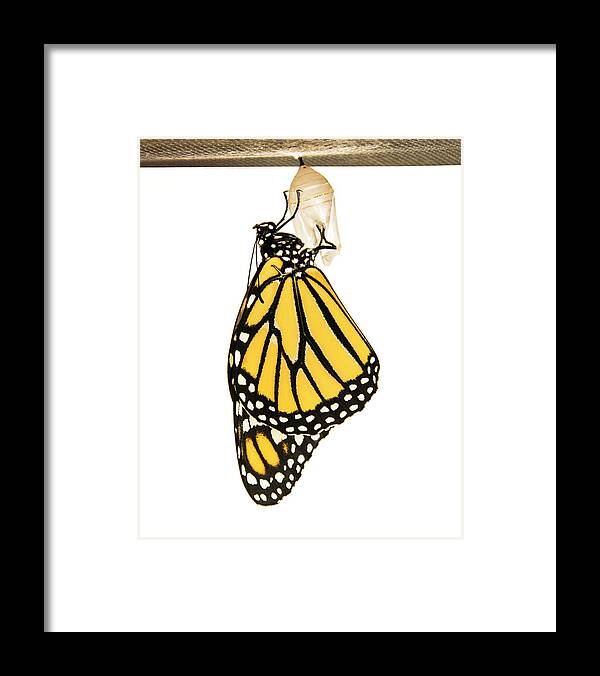 Butterfly Framed Print featuring the photograph Just Emerged by Andy Smetzer