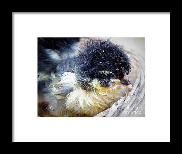 Chicken Framed Print featuring the photograph Just Hatched by Lainie Wrightson