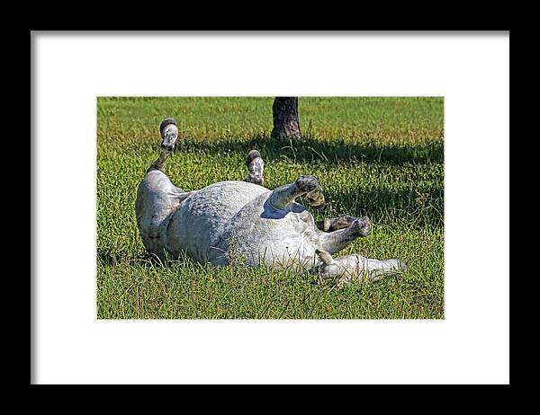 Hh Photography Of Florida Framed Print featuring the photograph Just Horsing Around by HH Photography of Florida