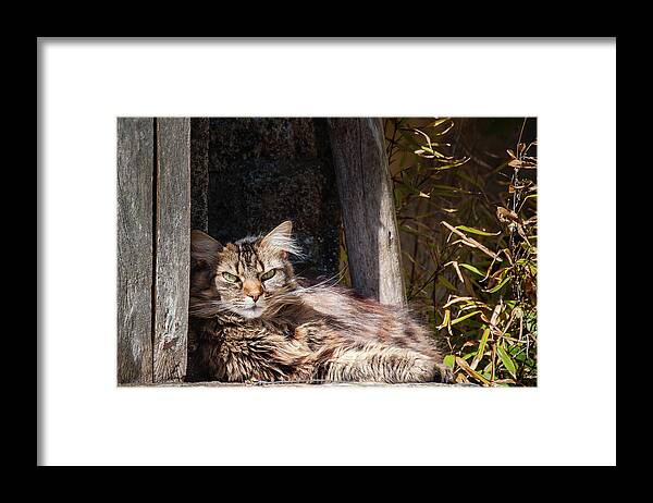 Cat Framed Print featuring the photograph Just lazing around by Geoff Smith