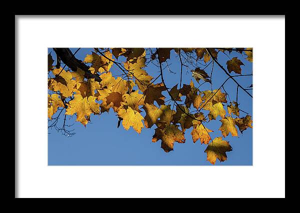 Fall Leaves Framed Print featuring the photograph Just Leaves by Kirkodd Photography Of New England