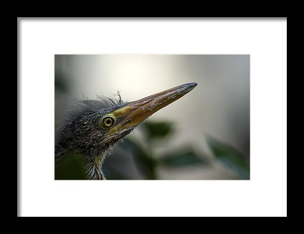Heron Framed Print featuring the photograph Just Love Me by DArcy Evans