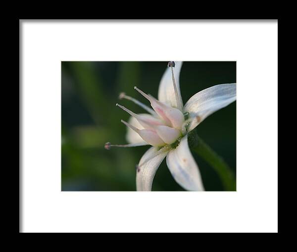 Flower Framed Print featuring the photograph Just One by Jessica Myscofski