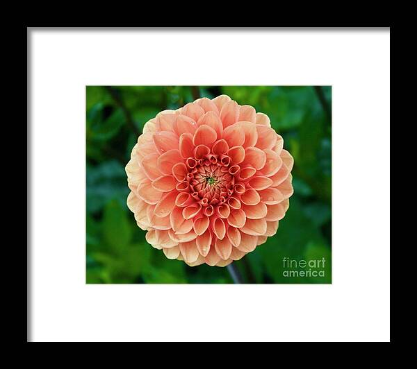 Zinnia Framed Print featuring the photograph Just Peachy by Alice Mainville