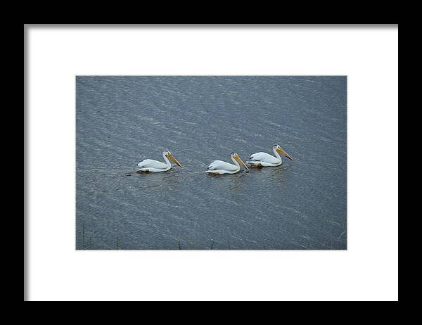 Animal Framed Print featuring the photograph Triple Pelicans Lake John SWA CO by Margarethe Binkley