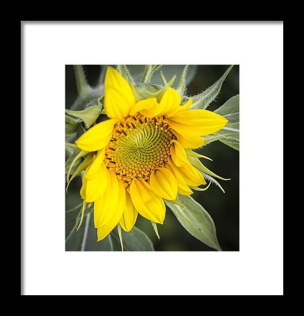 Sunflower Framed Print featuring the photograph Just The Begining by Thomas Young