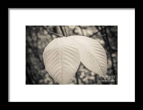 Peaceful Framed Print featuring the photograph Just Two Left by Ana V Ramirez
