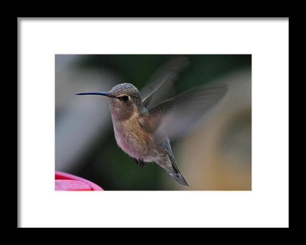 Hummingbirds Framed Print featuring the photograph Juvenile Anna's Hummingbird Landing On Perch by Jay Milo