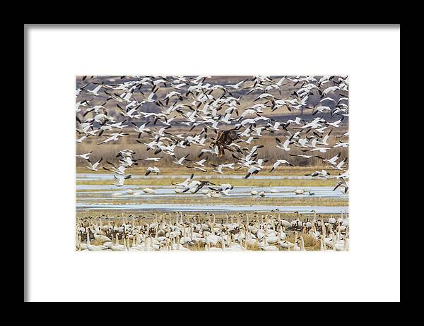 California Framed Print featuring the photograph Juvenile Bald Eagle and Snow Geese by Marc Crumpler