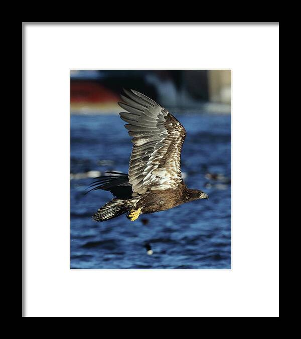 Eagle Framed Print featuring the photograph Juvenile Bald Eagle over water by Coby Cooper