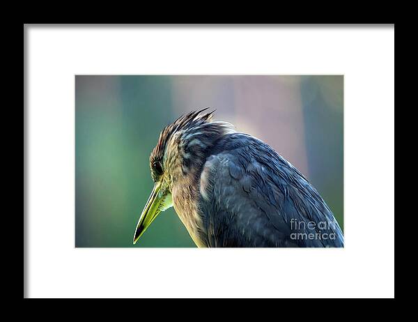 Nature Framed Print featuring the photograph Juvenile Black Crowned Night Heron Lost in Deep Thoughts by DB Hayes