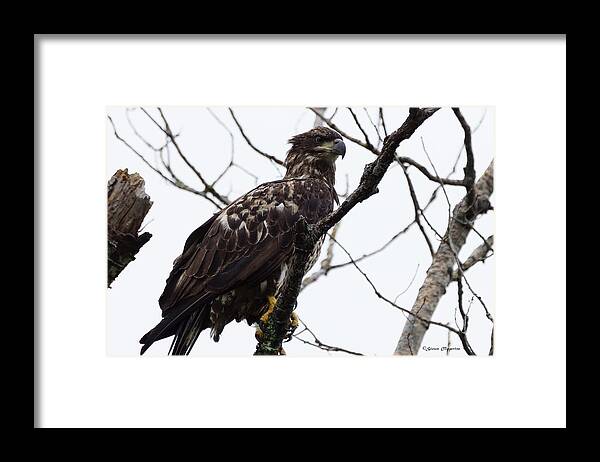 Bird Framed Print featuring the photograph Juvenile Eagle 2 by Steven Clipperton