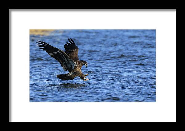 Eagle Framed Print featuring the photograph Juvenile Eagle Fishing by Coby Cooper