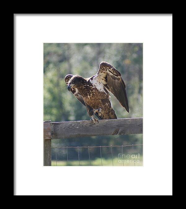 Juvenile Bald Eagle Framed Print featuring the photograph Juvenile Eagle by Theresa Cangelosi
