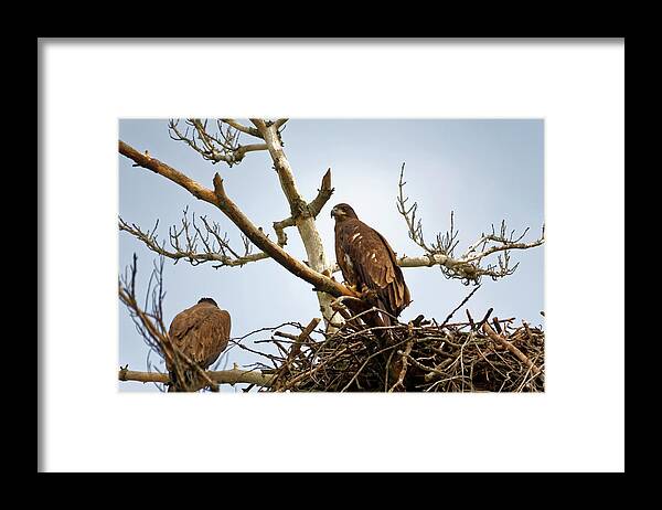 Bald Eagles Framed Print featuring the photograph Juvenile Eagles by Peter Ponzio