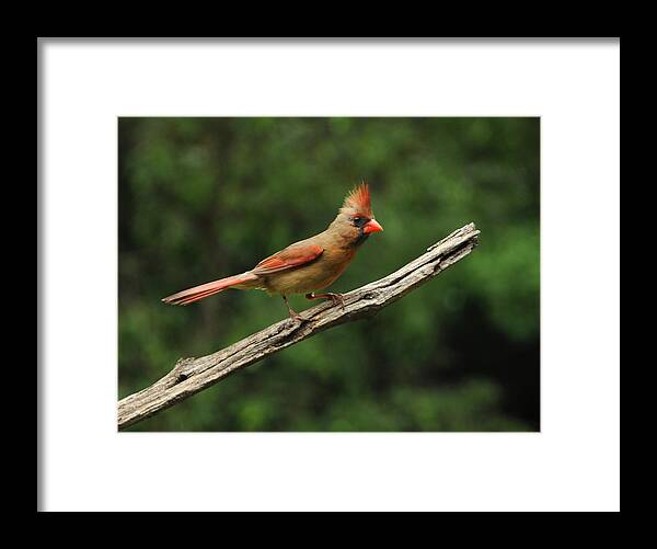 Female Framed Print featuring the photograph Juvenile Female Cardinal by Mike Martin