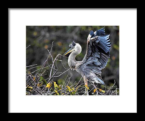 Immature Great Blue Heron Framed Print featuring the photograph Juvenile Great Blue Heron by Julie Adair