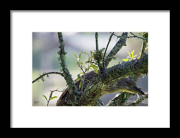 Nature Framed Print featuring the photograph Juvenile Black Crown Night Heron Hiding by DB Hayes