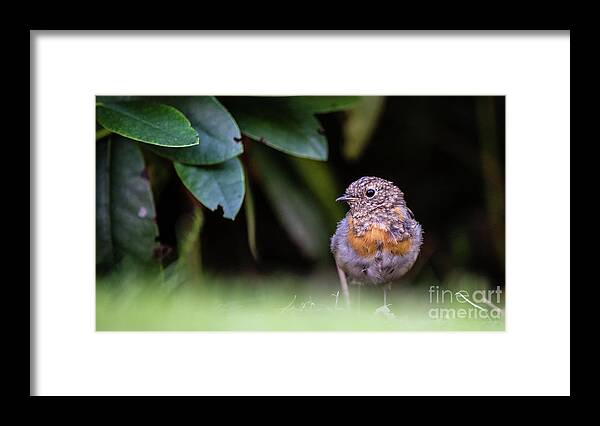Robin Framed Print featuring the photograph Juvenile Robin by Torbjorn Swenelius