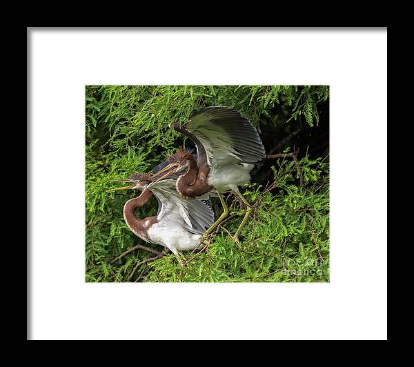 Herons Framed Print featuring the photograph Juvenile Tricolored Heron Siblings by DB Hayes