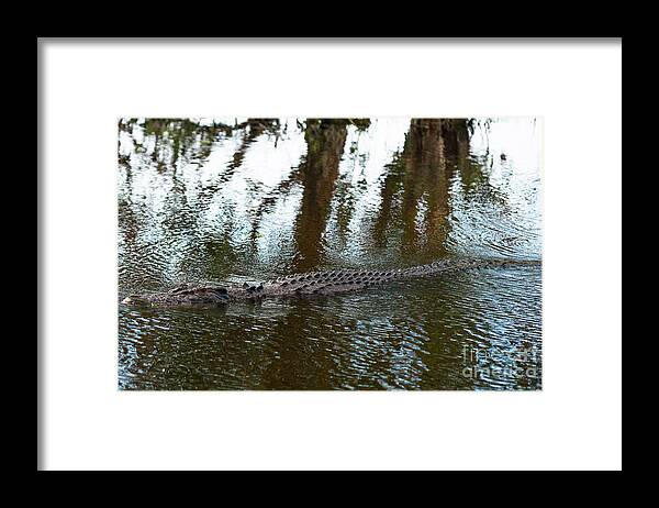 Kakadoo Framed Print featuring the photograph Kakadu Croc by Andrew Michael