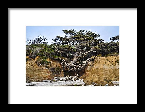 Lone Framed Print featuring the photograph Kalaloch Hanging Tree by Pelo Blanco Photo