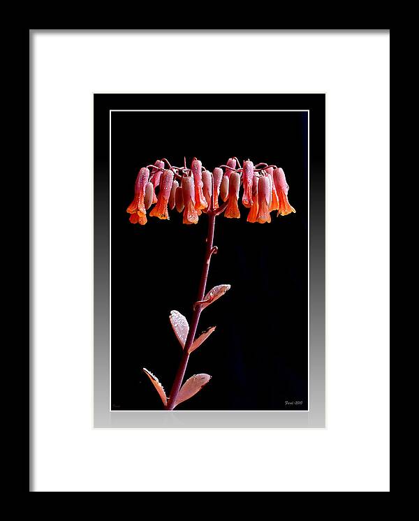 Succulent Framed Print featuring the photograph Kalanchoe by Farol Tomson