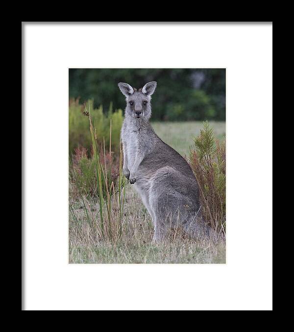 Kangaroo Framed Print featuring the photograph Kangaroo in the Wild by Masami IIDA