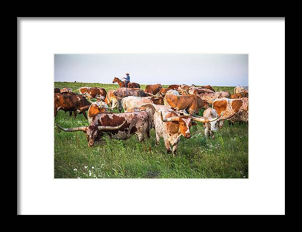 Steven Bateson Framed Print featuring the photograph Kansas Flint Hills Longhorns by Steven Bateson