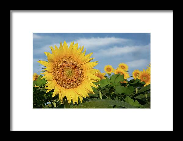 Sunflower Framed Print featuring the photograph Kansas Sunflower by Eilish Palmer