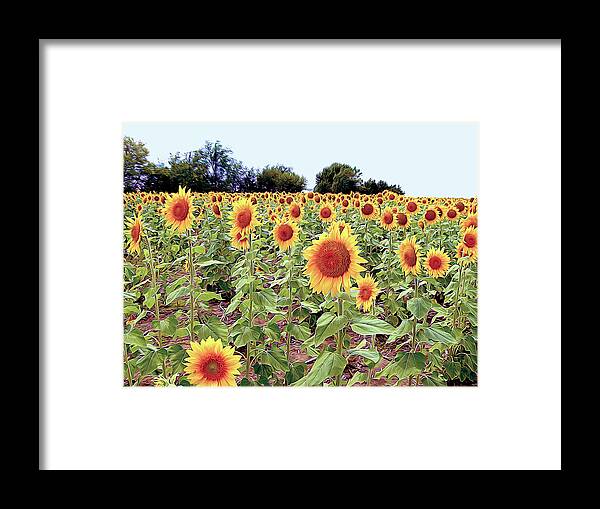 Nature Framed Print featuring the photograph Kansas Sunflower Field by Linda Carruth