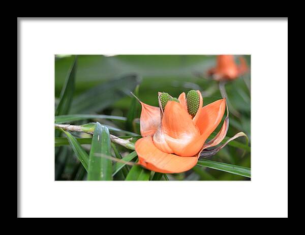 Kauai Framed Print featuring the photograph Kauai Hindu Monastery Flower 2 by Amy Fose