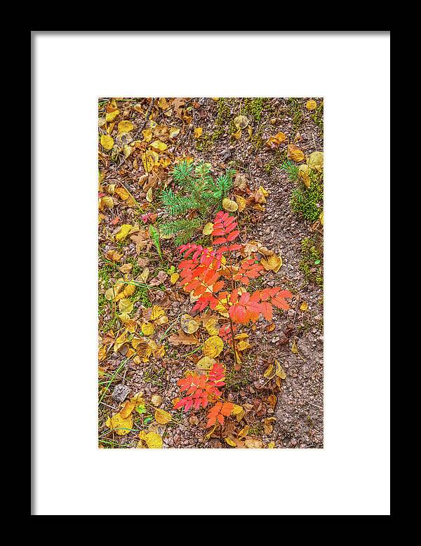Fall Colors Framed Print featuring the photograph Keep Your Bowels Empty And Your Mind Full. Tragically, The Opposite Is True In Our Culture. by Bijan Pirnia