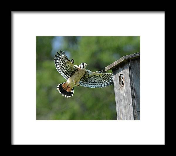 Bird Framed Print featuring the photograph Kestrel Fledgling Visits Nest by Alan Lenk
