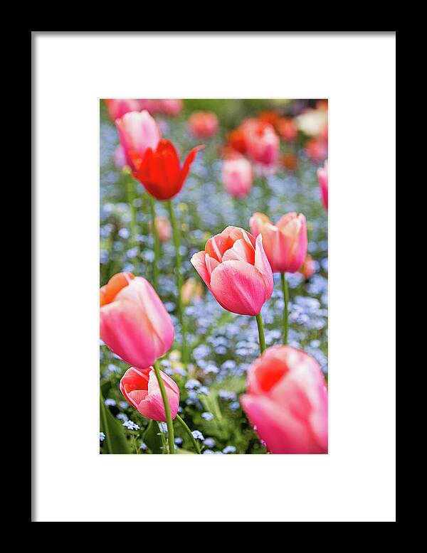 Keukenhof Framed Print featuring the photograph Keukenhof Tulips - Amsterdam by Melanie Alexandra Price