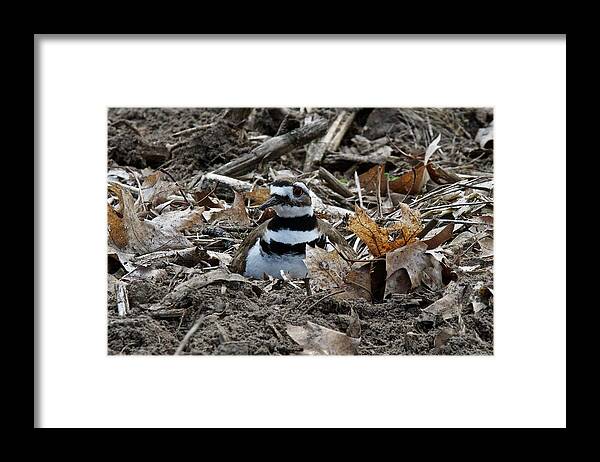 Bird Framed Print featuring the photograph Killdeer On It's Nest 2682 by Michael Peychich