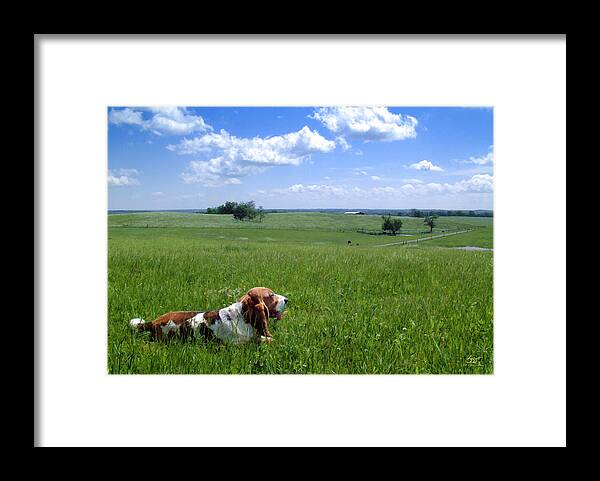 Animal Framed Print featuring the photograph King Basset by Sam Davis Johnson