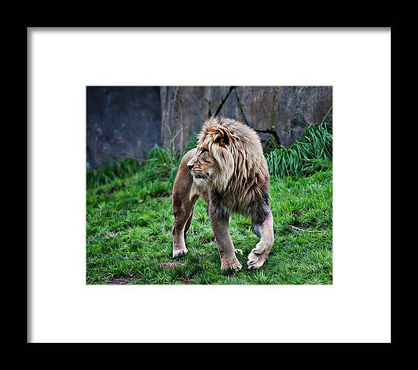 Animal Framed Print featuring the photograph King in Profile by John Christopher