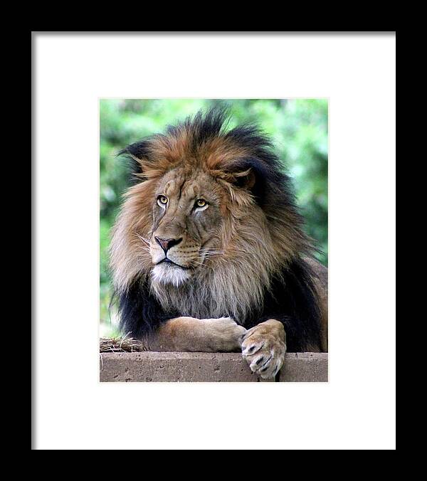 Lion Framed Print featuring the photograph The King's Portrait by Ronda Ryan
