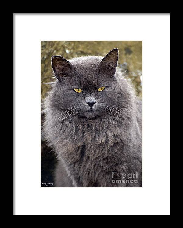 Cat Framed Print featuring the photograph King of the Rocks by Larry Keahey