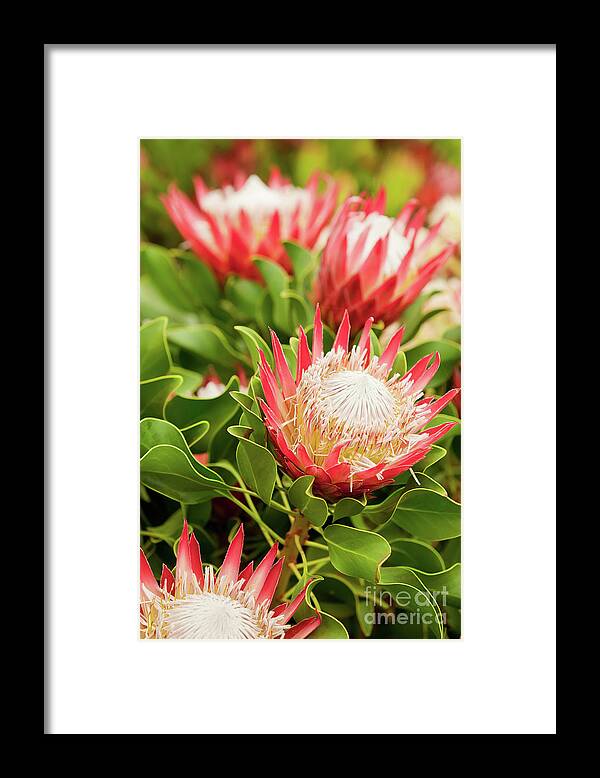 King Protea Framed Print featuring the photograph King Protea flowers by Simon Bratt