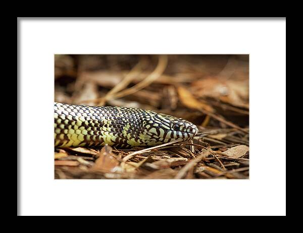 Nature Framed Print featuring the photograph King Snake 1 by Arthur Dodd