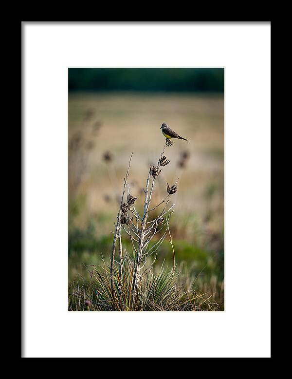 Bird Framed Print featuring the photograph Kingbird on Yucca by Jeff Phillippi