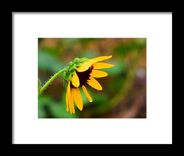 Sun Framed Print featuring the photograph Kissed By Rain by Virginia White